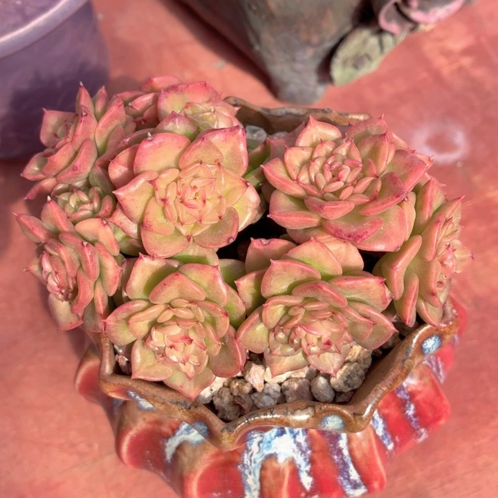 多肉植物 蓝眼睛-4