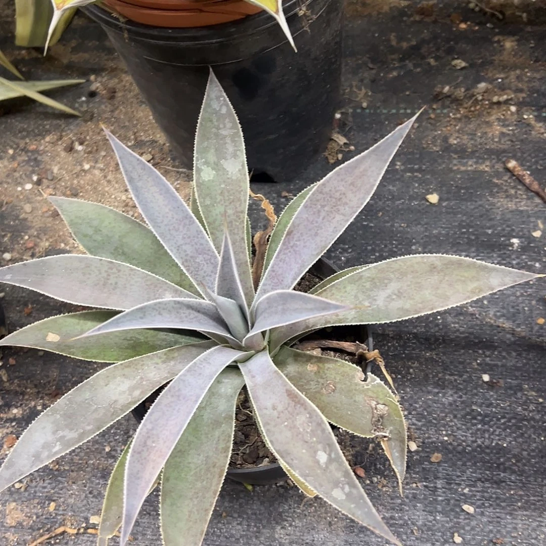 薰衣草夫人龙舌兰