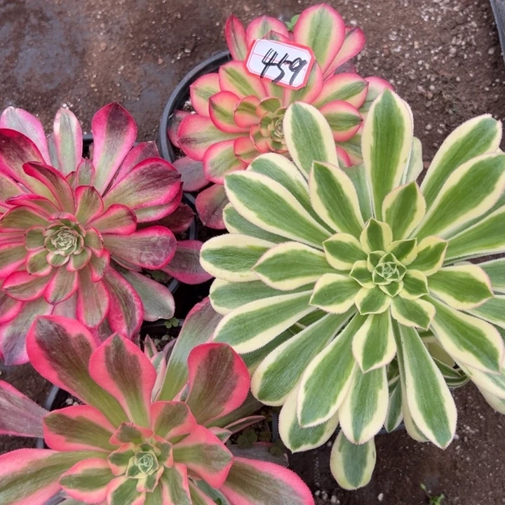 多肉植物459不售后