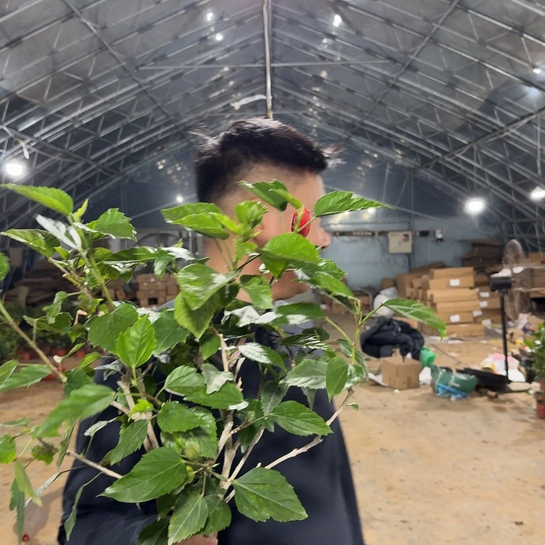 全部花苞多色嫁接木槿