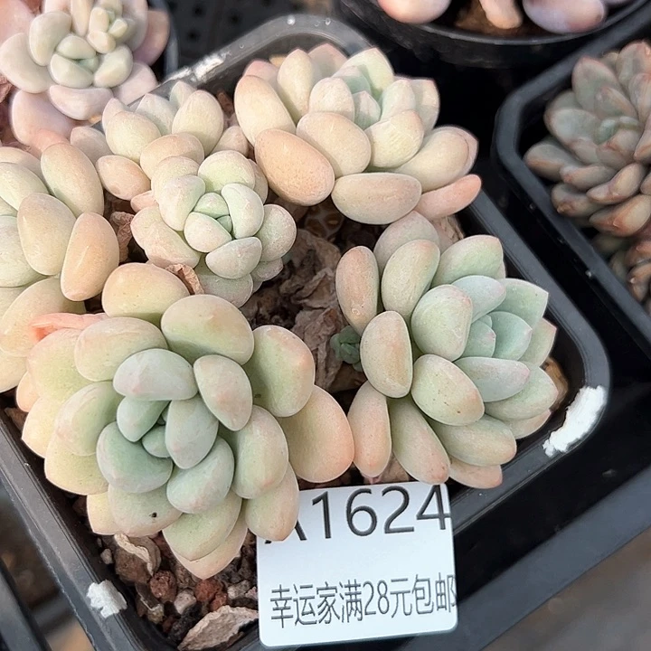 幸运的是我的朋友们