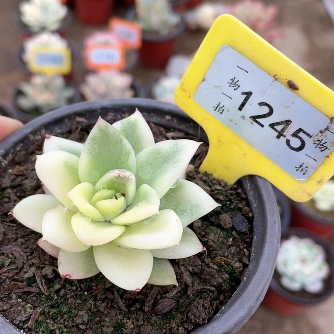 【闪购商品】大*糖1245号