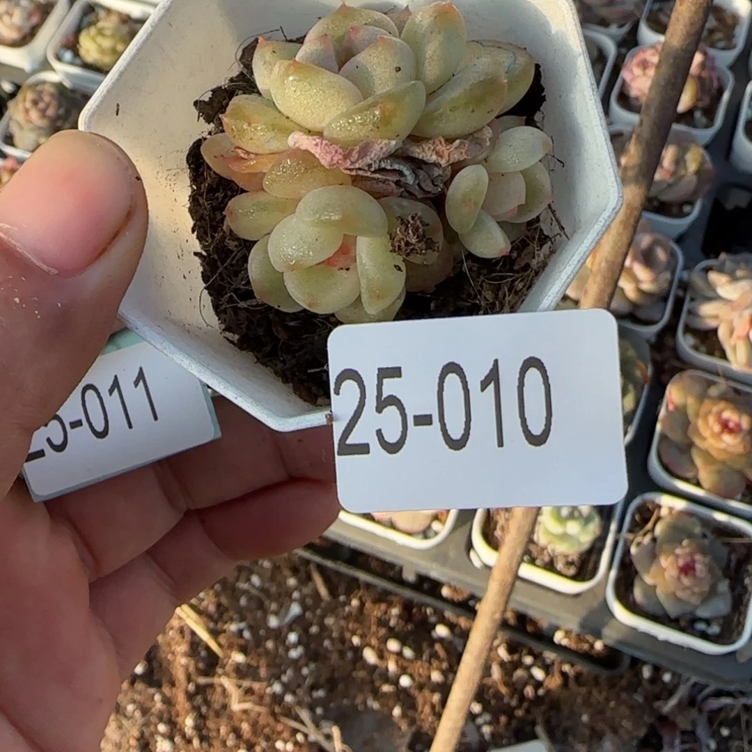 小卡拉米糖心一物一拍