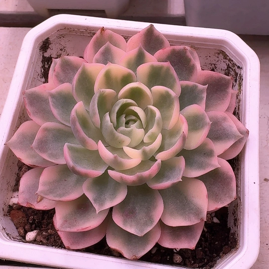 沙漠玫瑰锦多肉植物