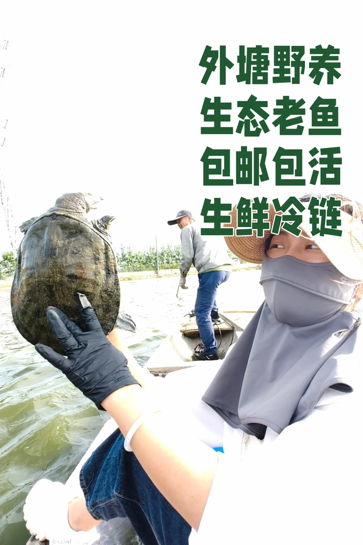 洞庭湖外塘冷水老甲鱼鲜活冷链直发汉寿发货