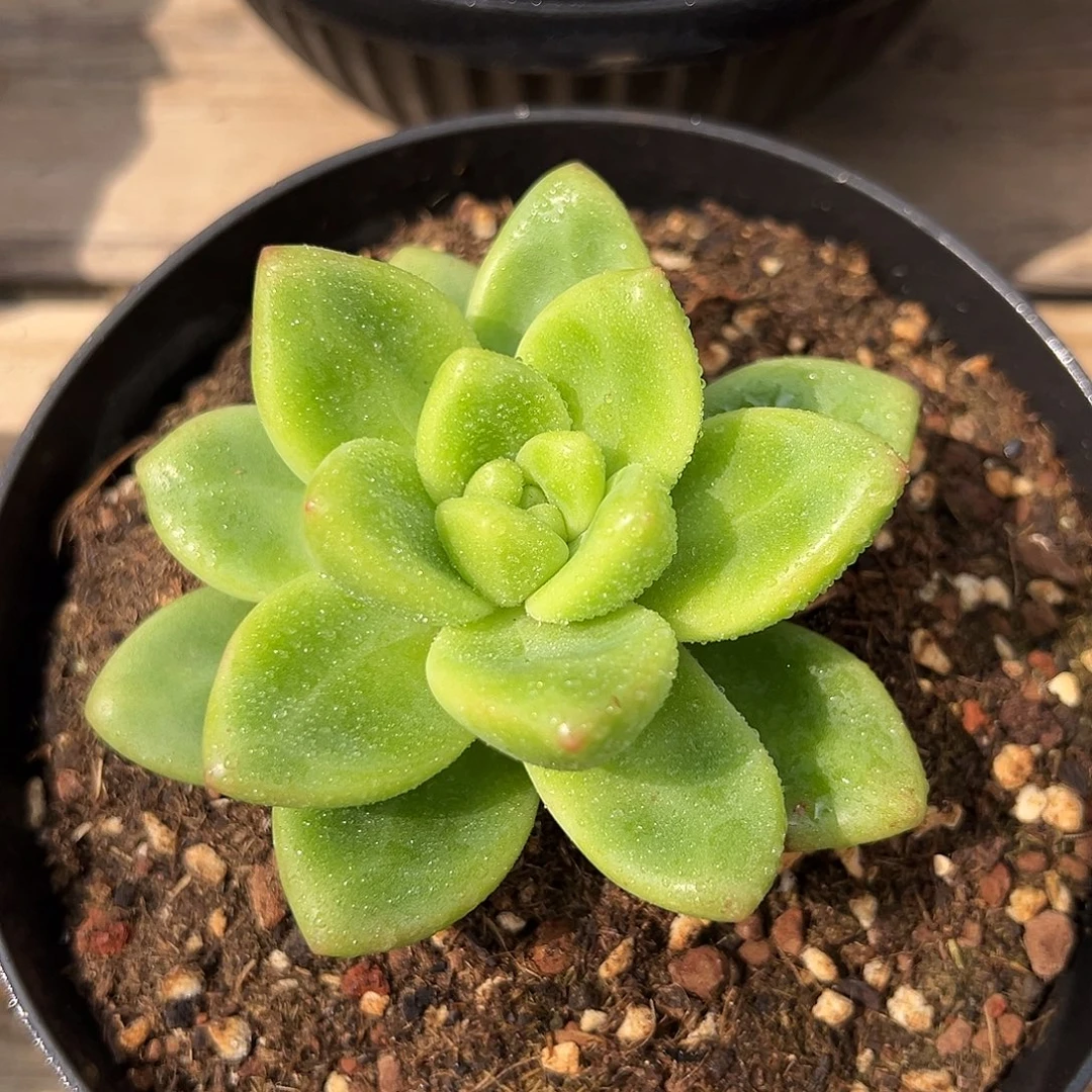 8-14-40精控碧波仙子