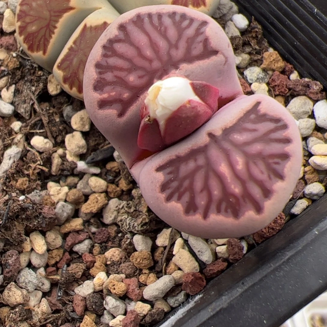 波***咪063号紫菊 多肉植物