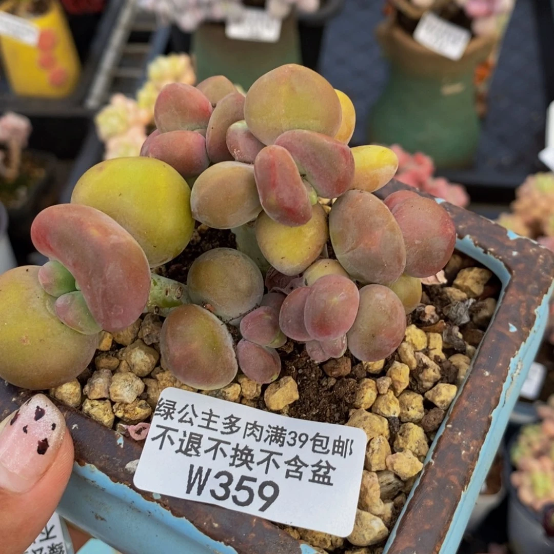 359芒果奶kk奶多肉8c m