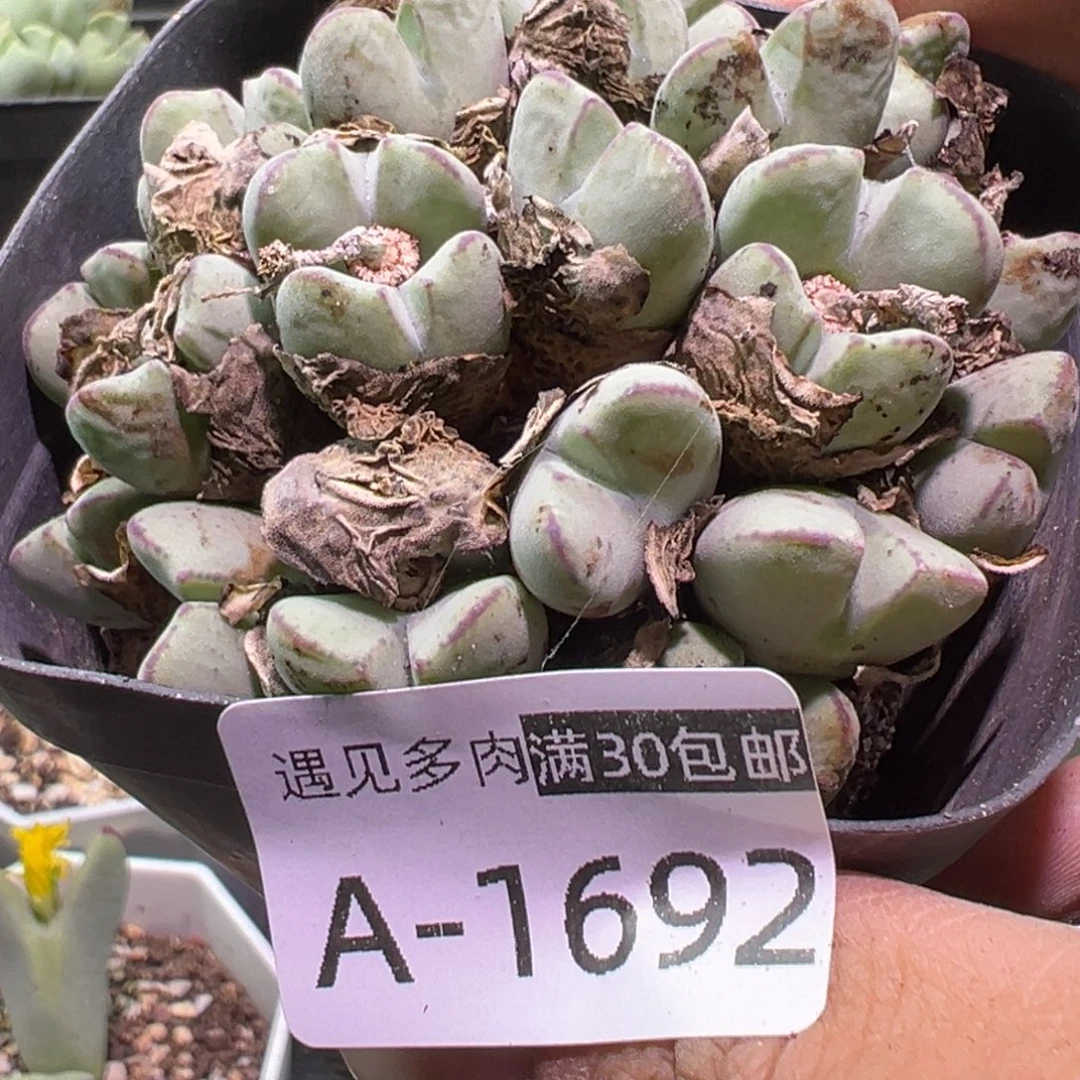 多肉植物11111111111111