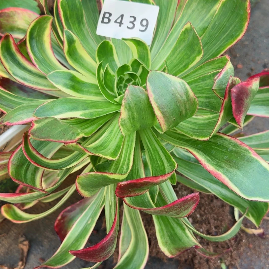 439紫宴发货实拍