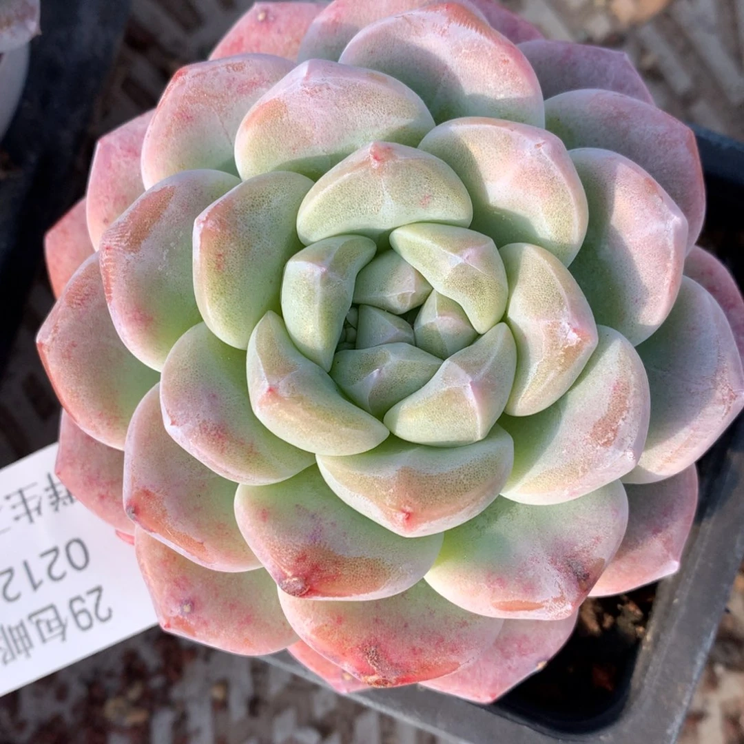 0212-56 冰玉老桩