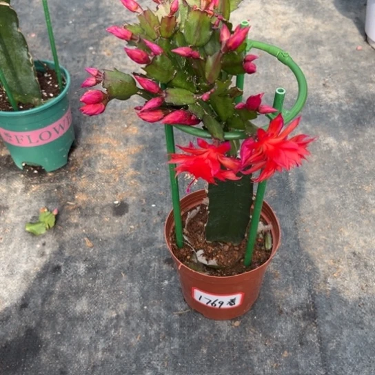 春***青078蟹爪兰带花1769