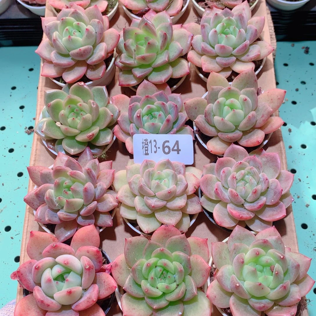 13-64一物一拍多肉带盆18颗