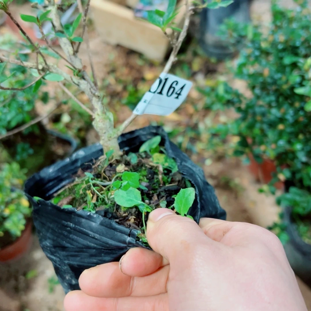 完全开放幸**天杜鹃花科植物有花
