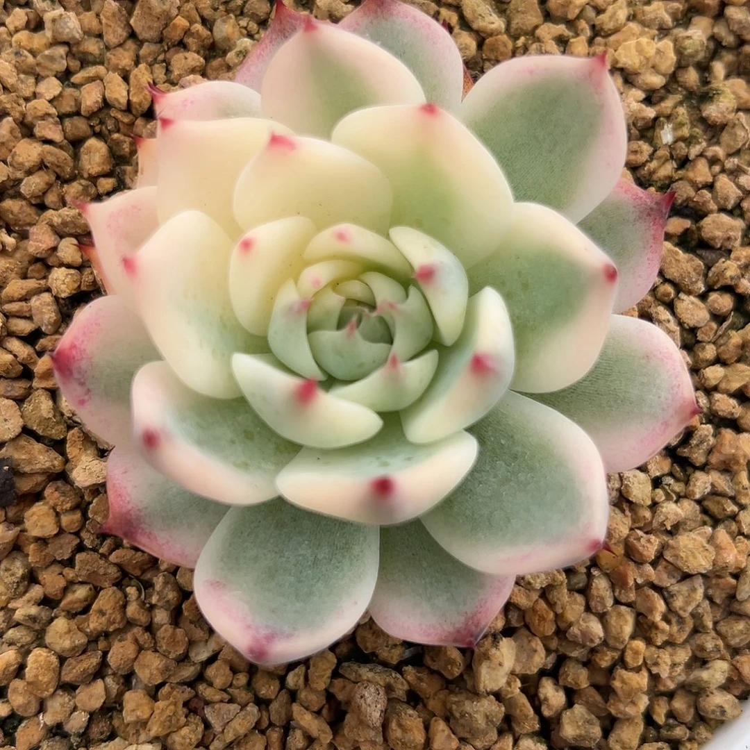 吉娃娃锦多肉植物