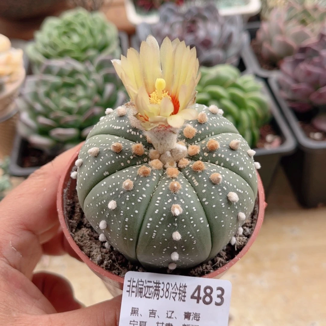 483星兜德华多肉