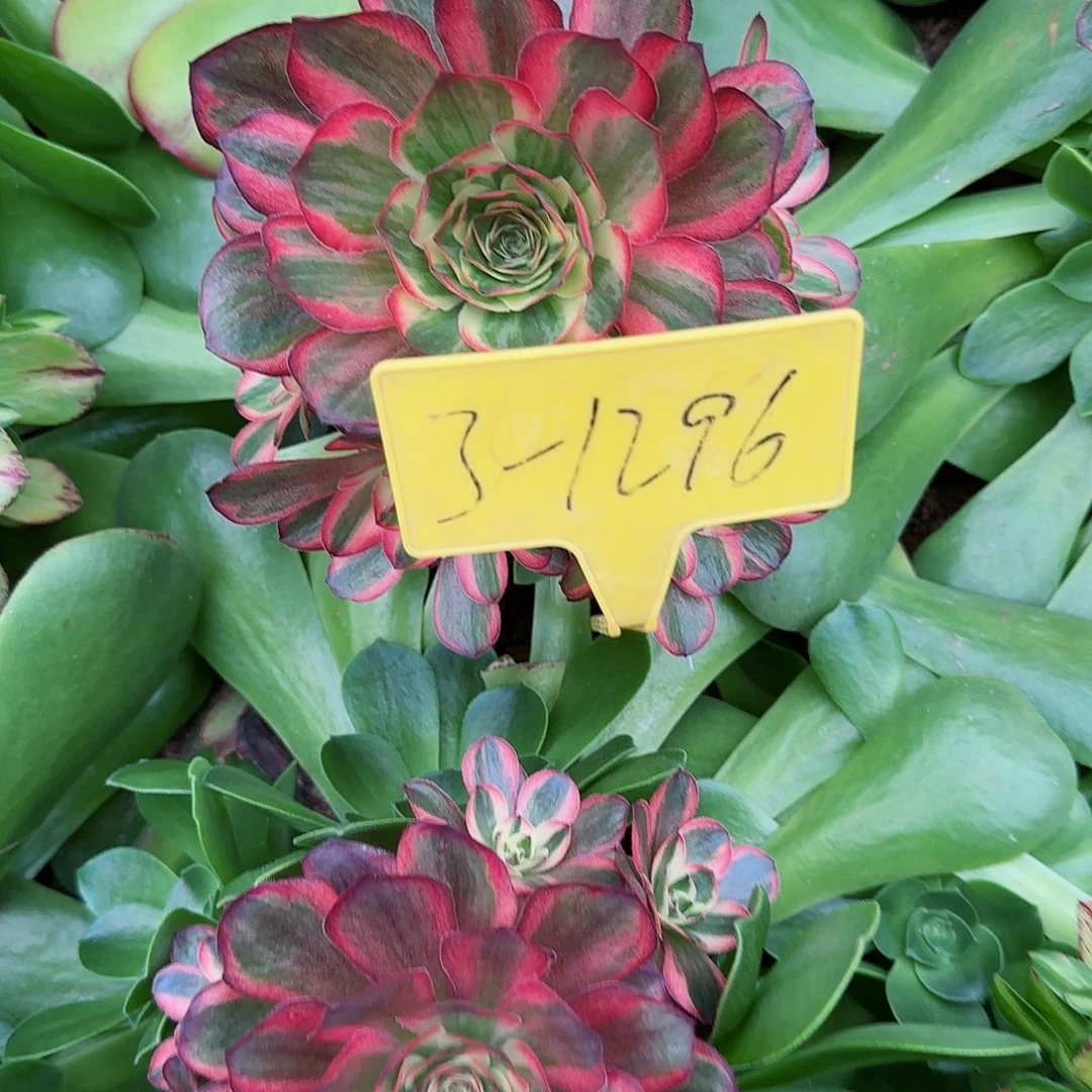 3-1296---多头多肉植物