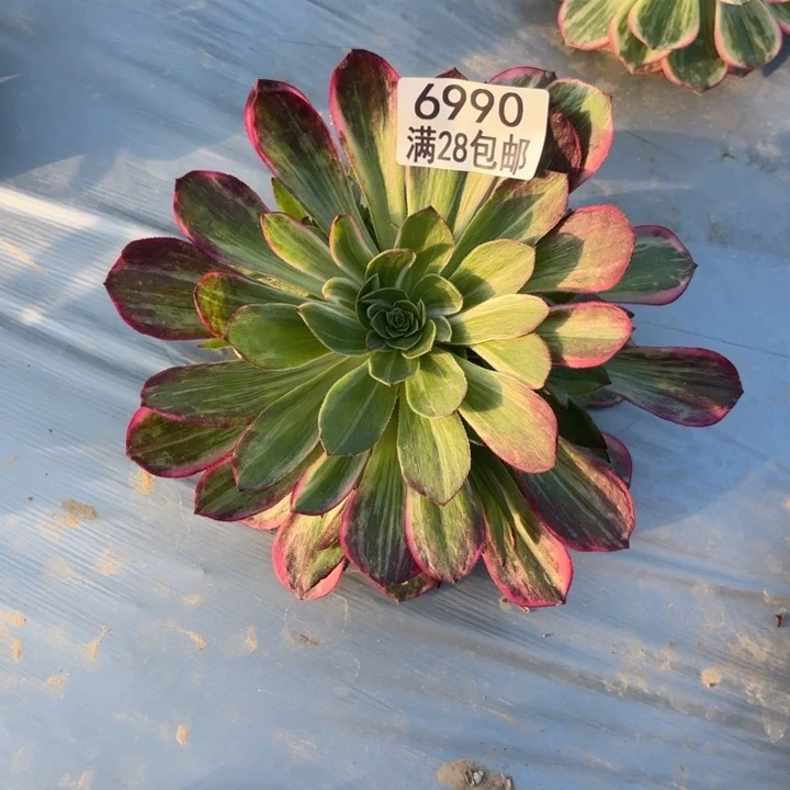 Q.  6990万花筒多肉