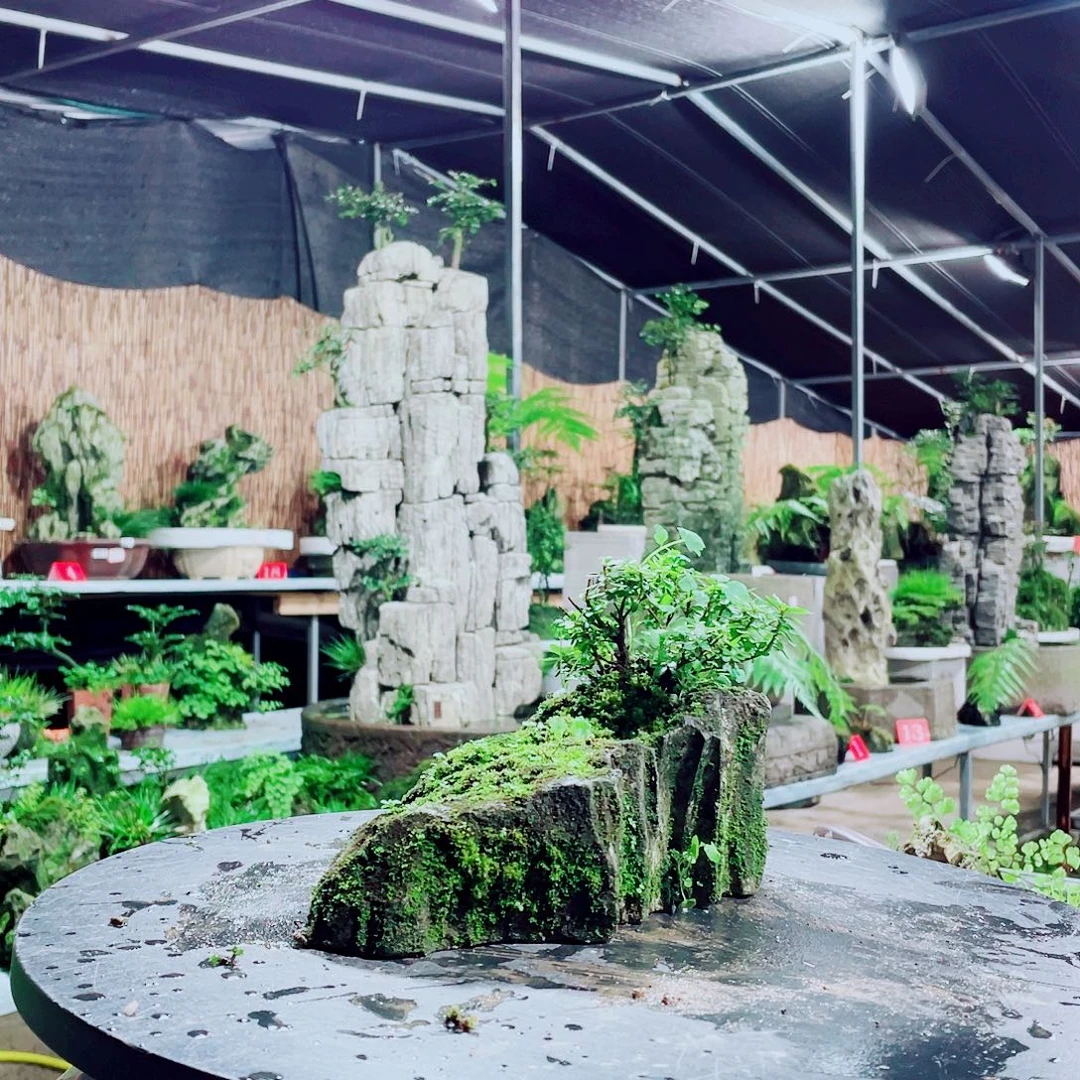 杨***^无花朵我们也可以做个普通