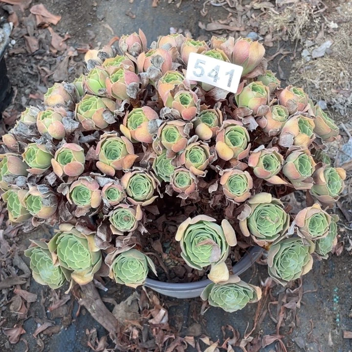 吕***昊26厘米左右玫瑰朵朵缀541号