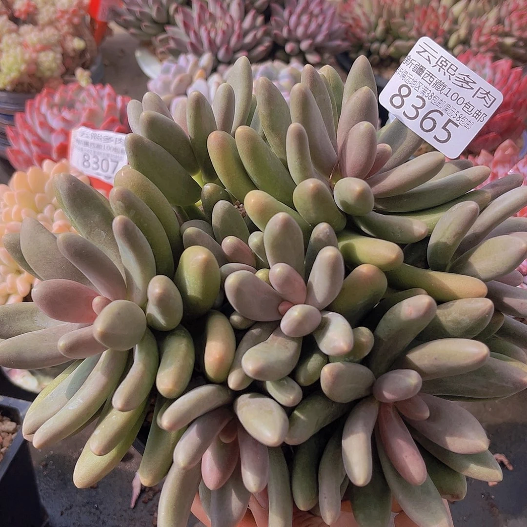 宝***活8365糖果美人。          多肉植物