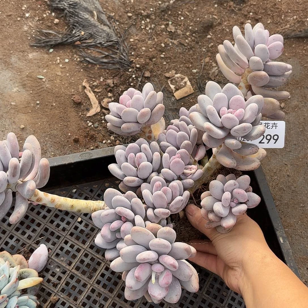 同温层多肉桃美人299