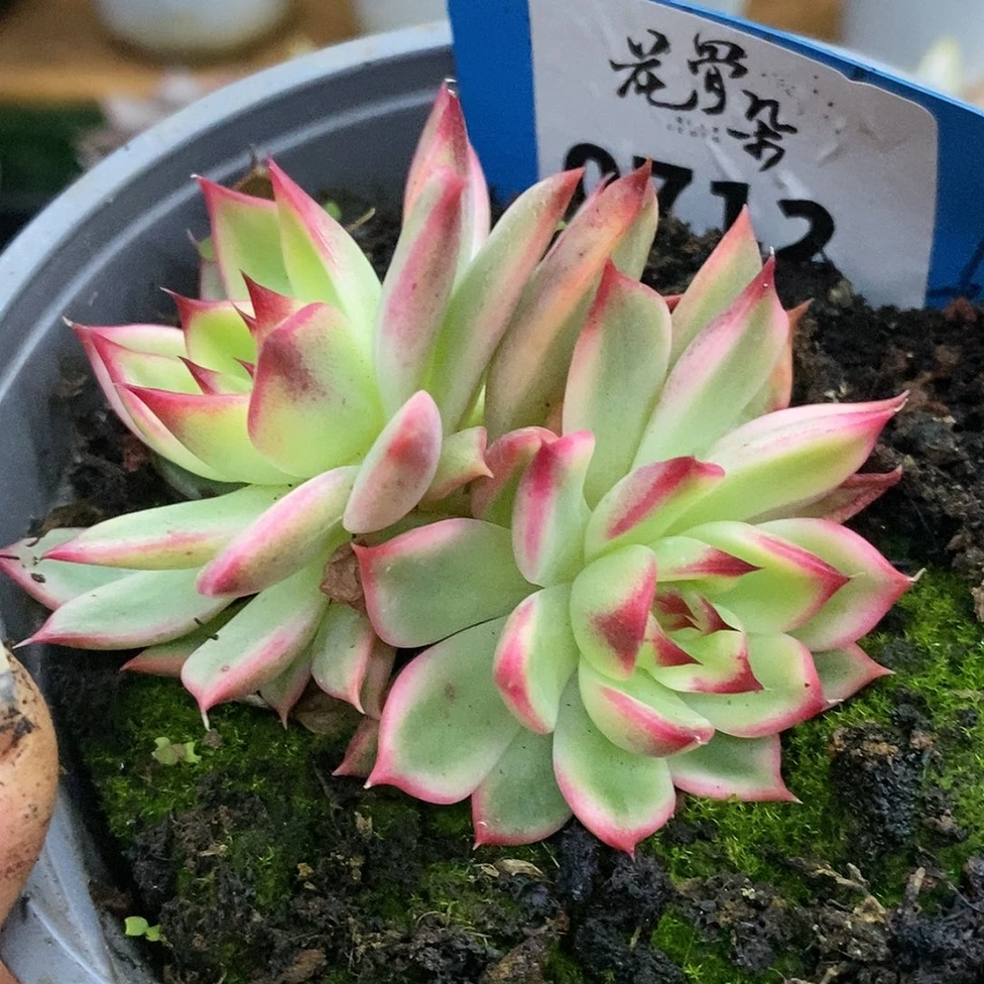 712桃花哈哈哈哈哈哈