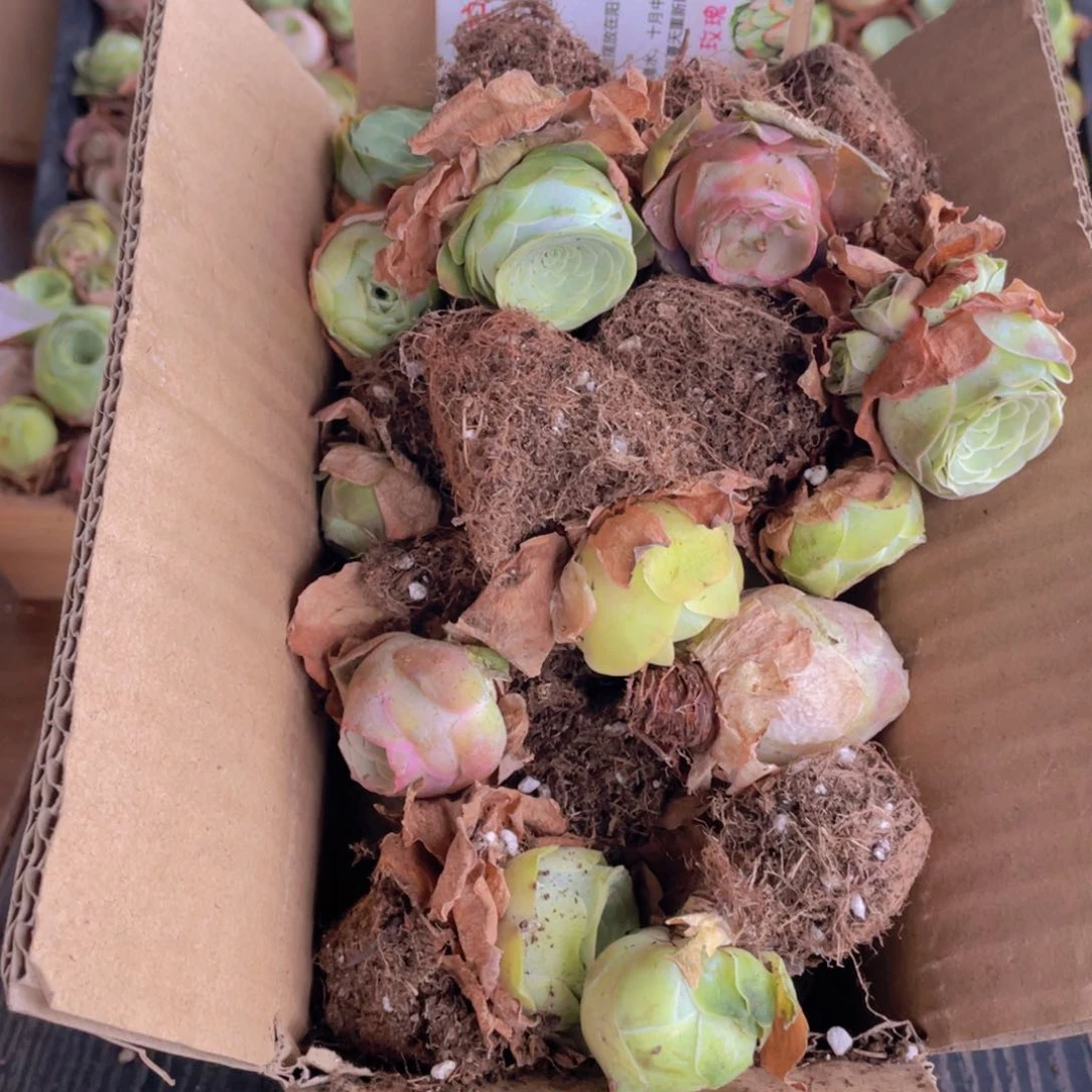 保底三十二颗量拍88888