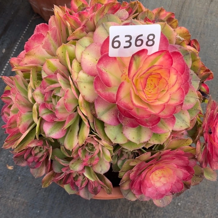 五***五荔枝特价多肉发货