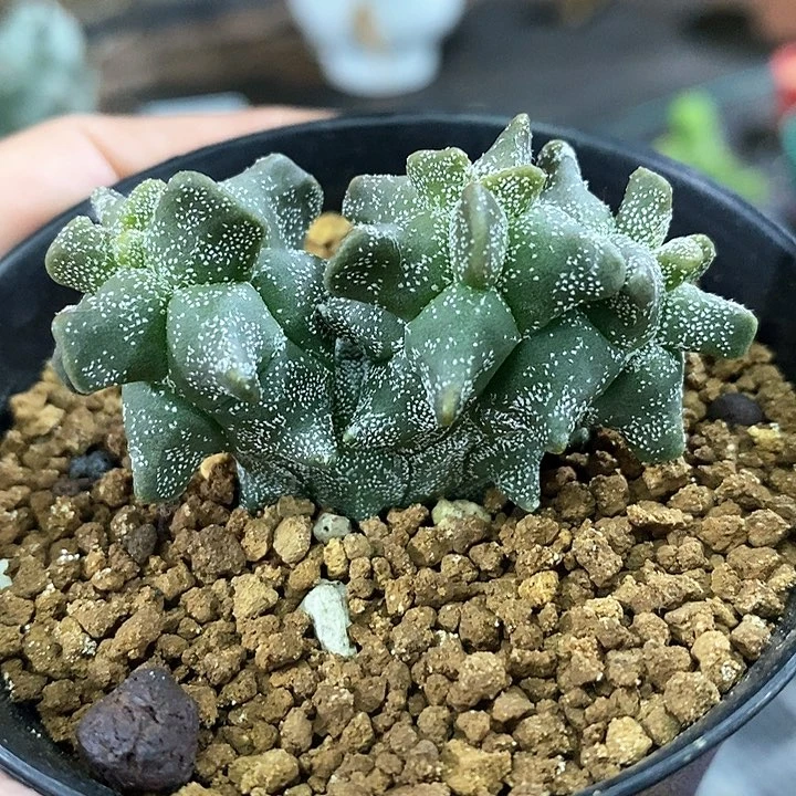 孤品实生稀有三头连体泰系角尤鸾凤玉5.2cm仙人球