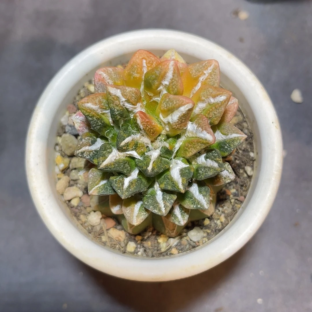 黑牡丹锦嫁接仙人球