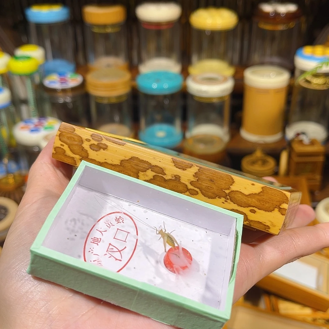 蟋蟀梅妃竹黄蛉盒+大黄蛉