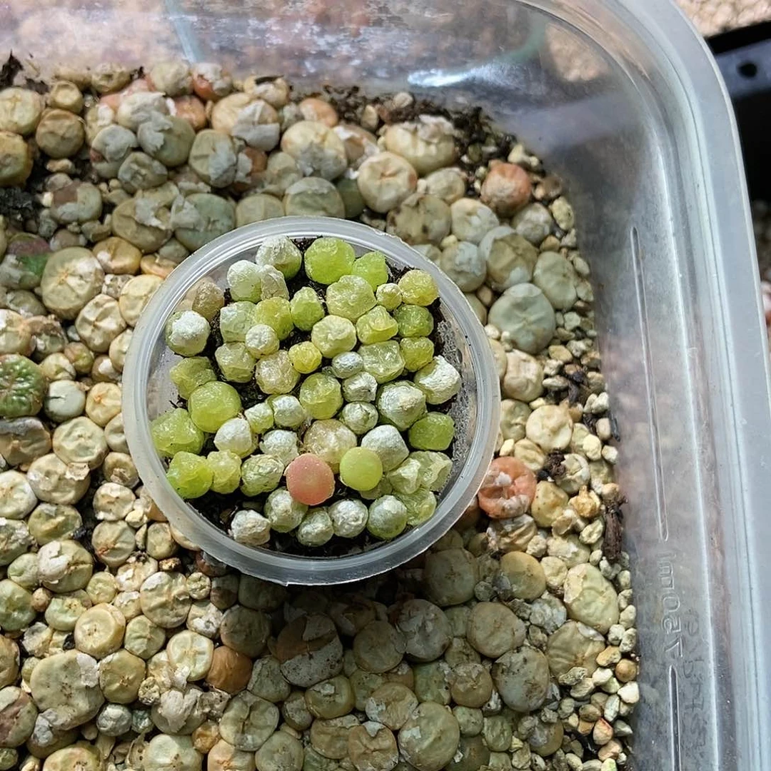 ?**u哈墨和烧麦一份