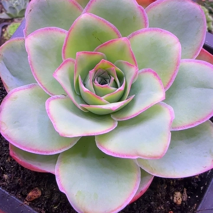 7厘米单头1121242427686