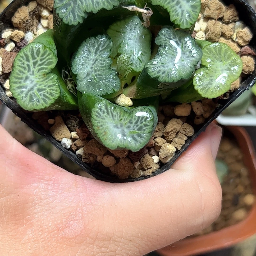 布引万象十二卷多肉植物