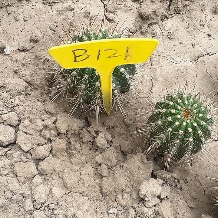 苏****YB121,水瓶座瑕疵歪头