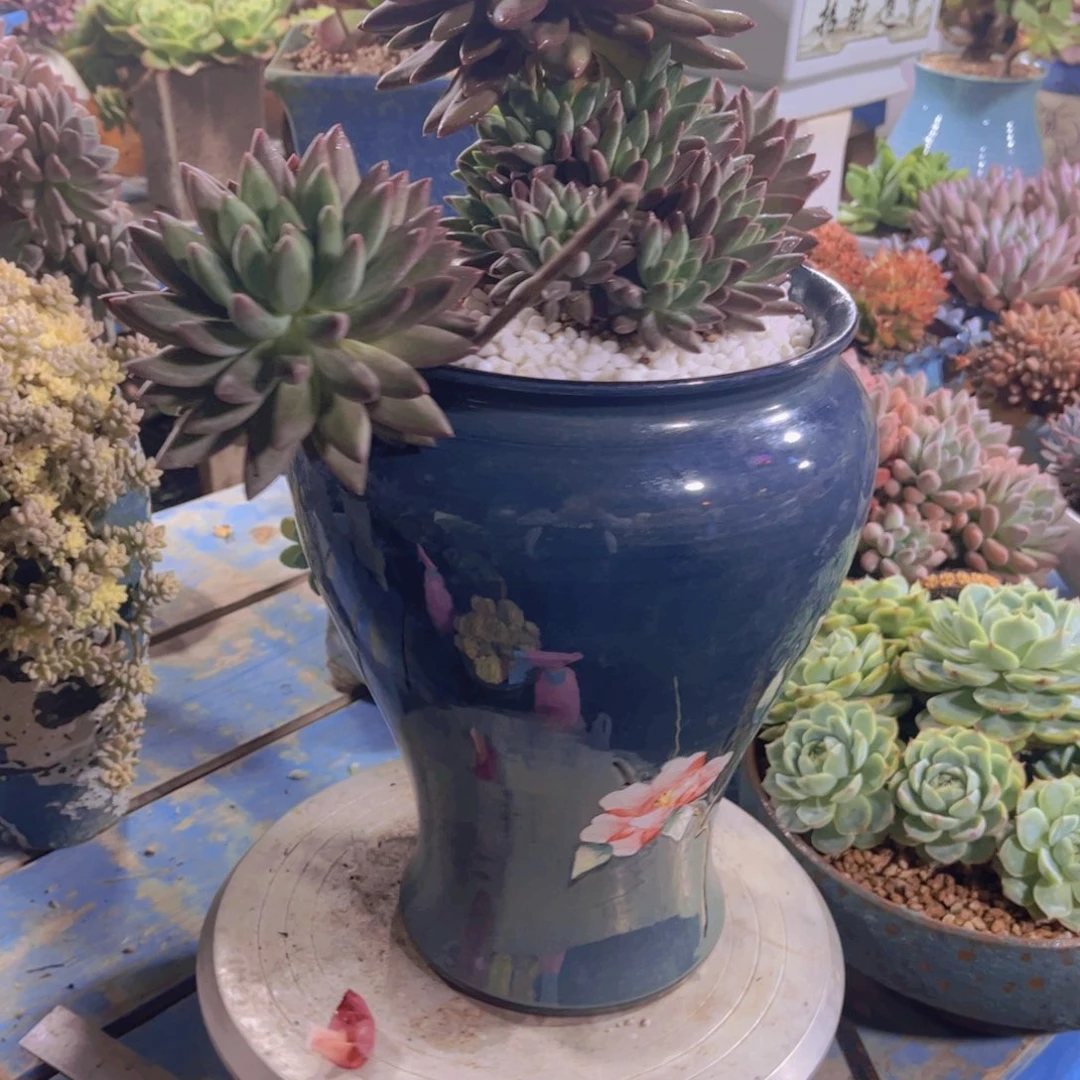公***走多肉植物保护研究所所长