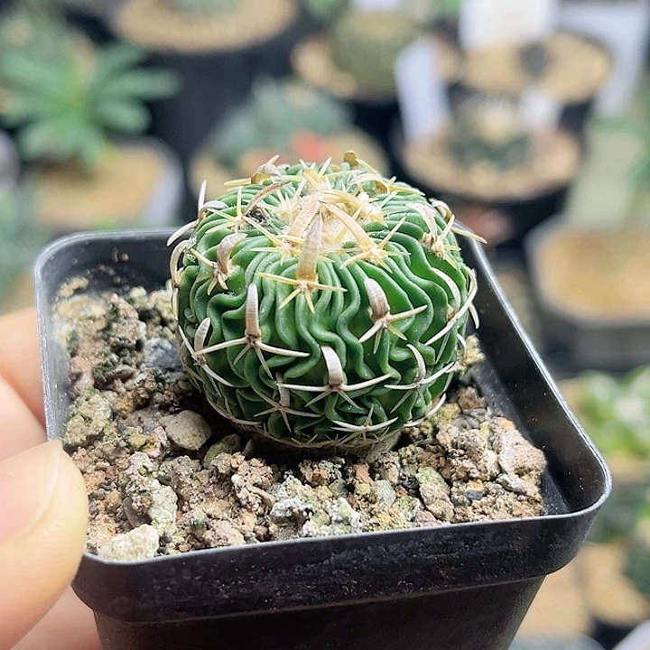 豪刺太刀岚实生球3公分