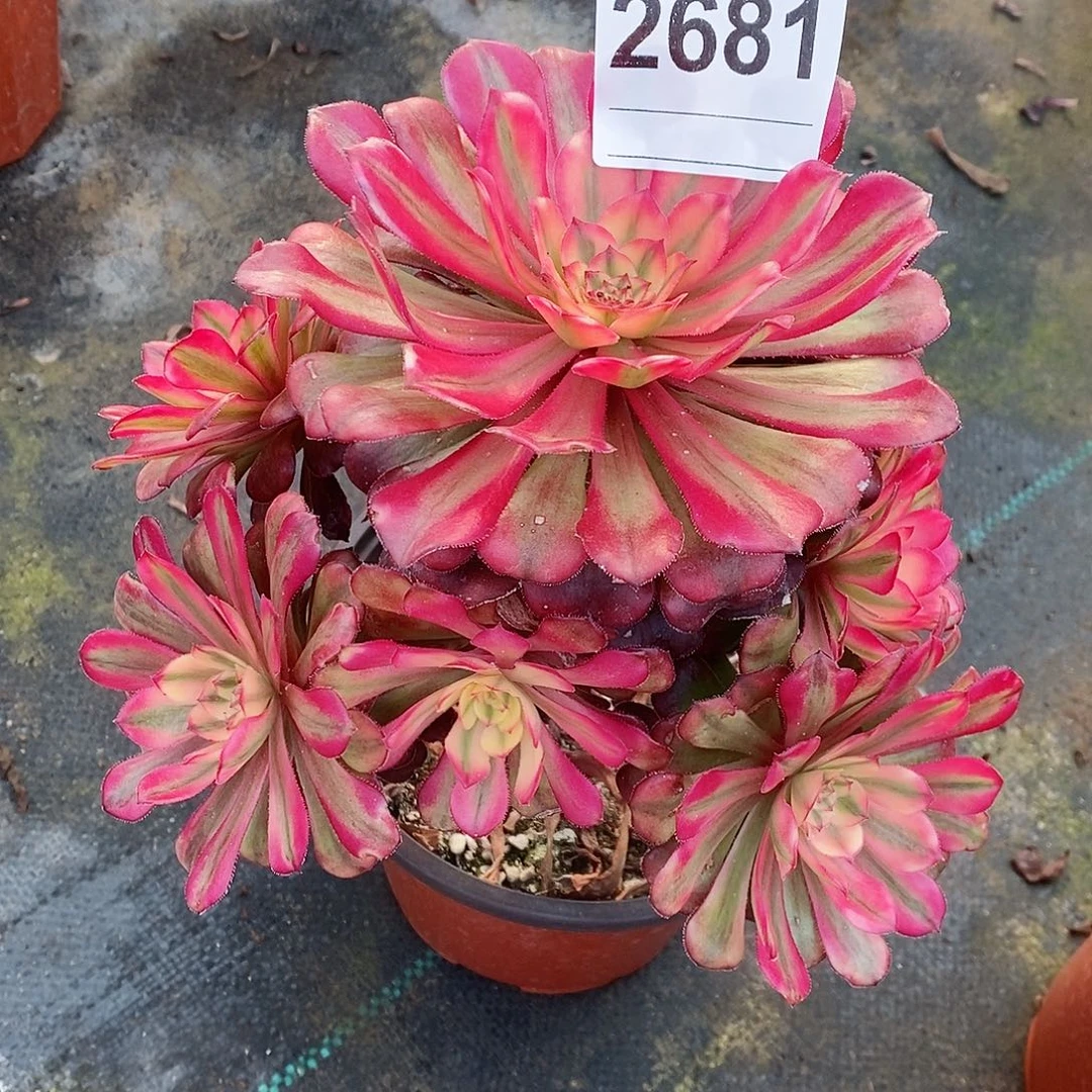 红陶诗**赋2681月婵4多肉小颗