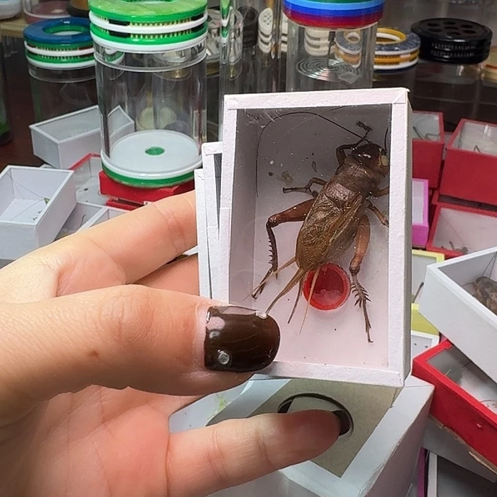 我***良蟋蟀3条冰糖紫。