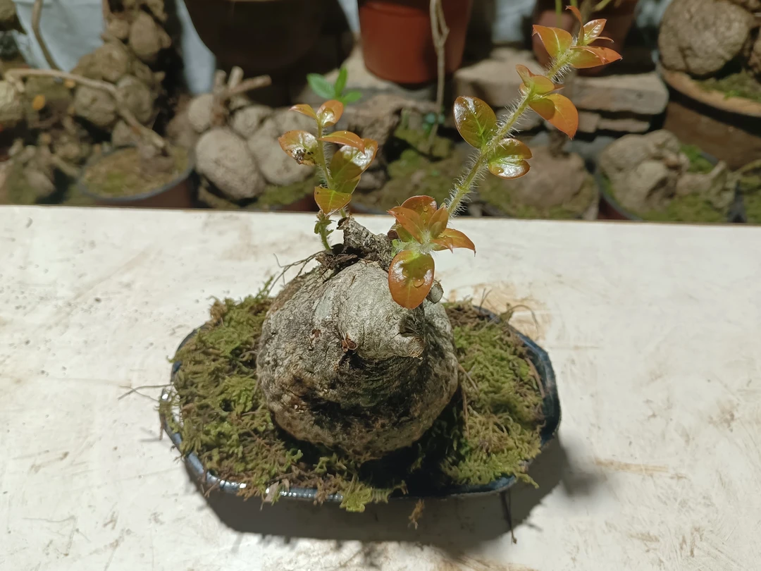 五翅莓。云南网红树萝卜。绿植