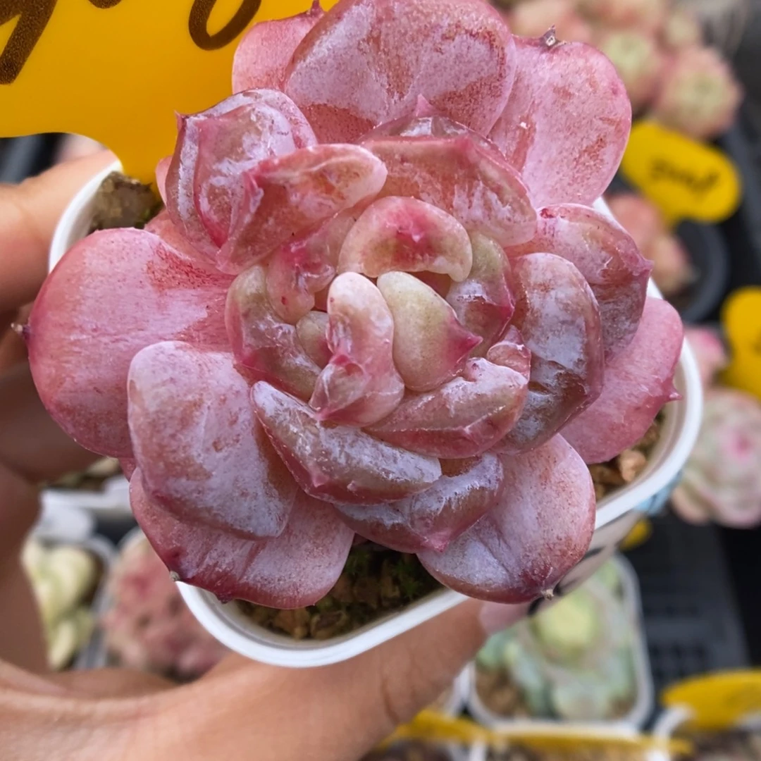 双心糖心石化308号。