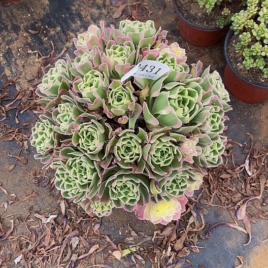 2431雨花石多肉小损不售后