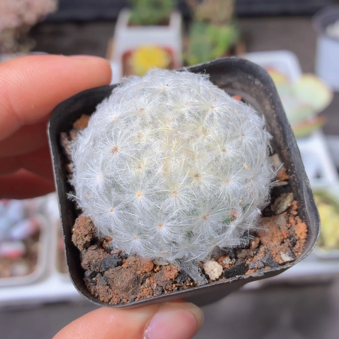 白星多肉9.9包邮发货