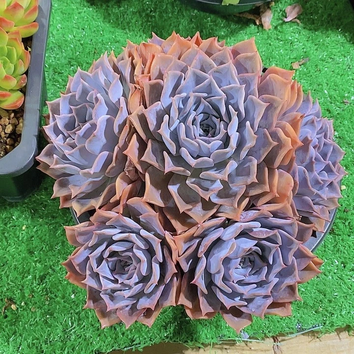 *****露西娜多肉植物大群