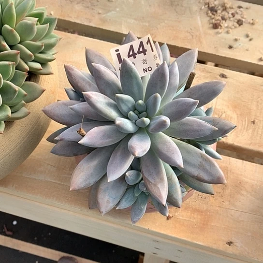 黄胖体哥特441 退款拉黑 需延迟发货