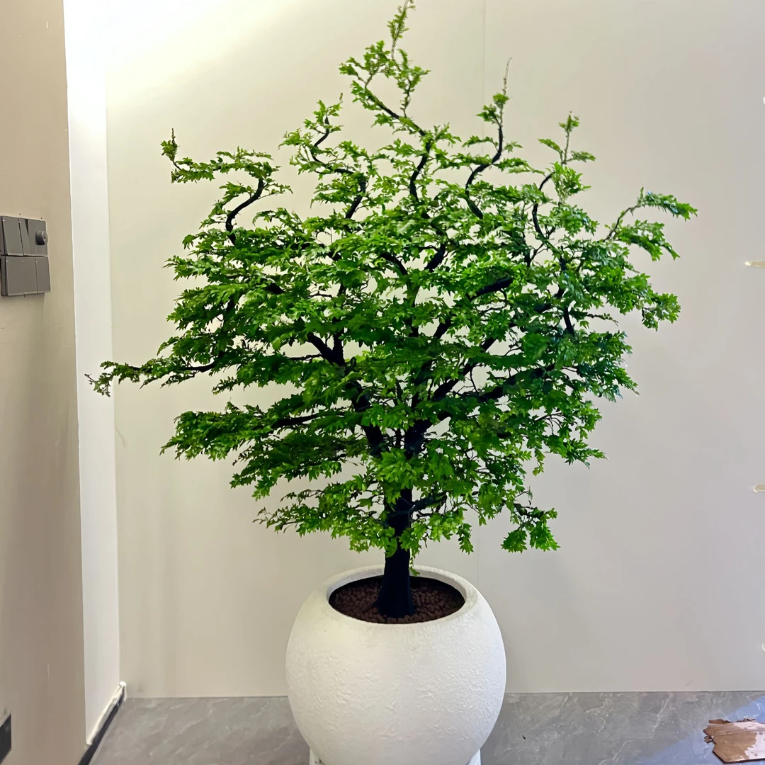 造型款黑骨茶广东小叶紫 高端室内盆景绿植庭院大型绿植介意勿拍