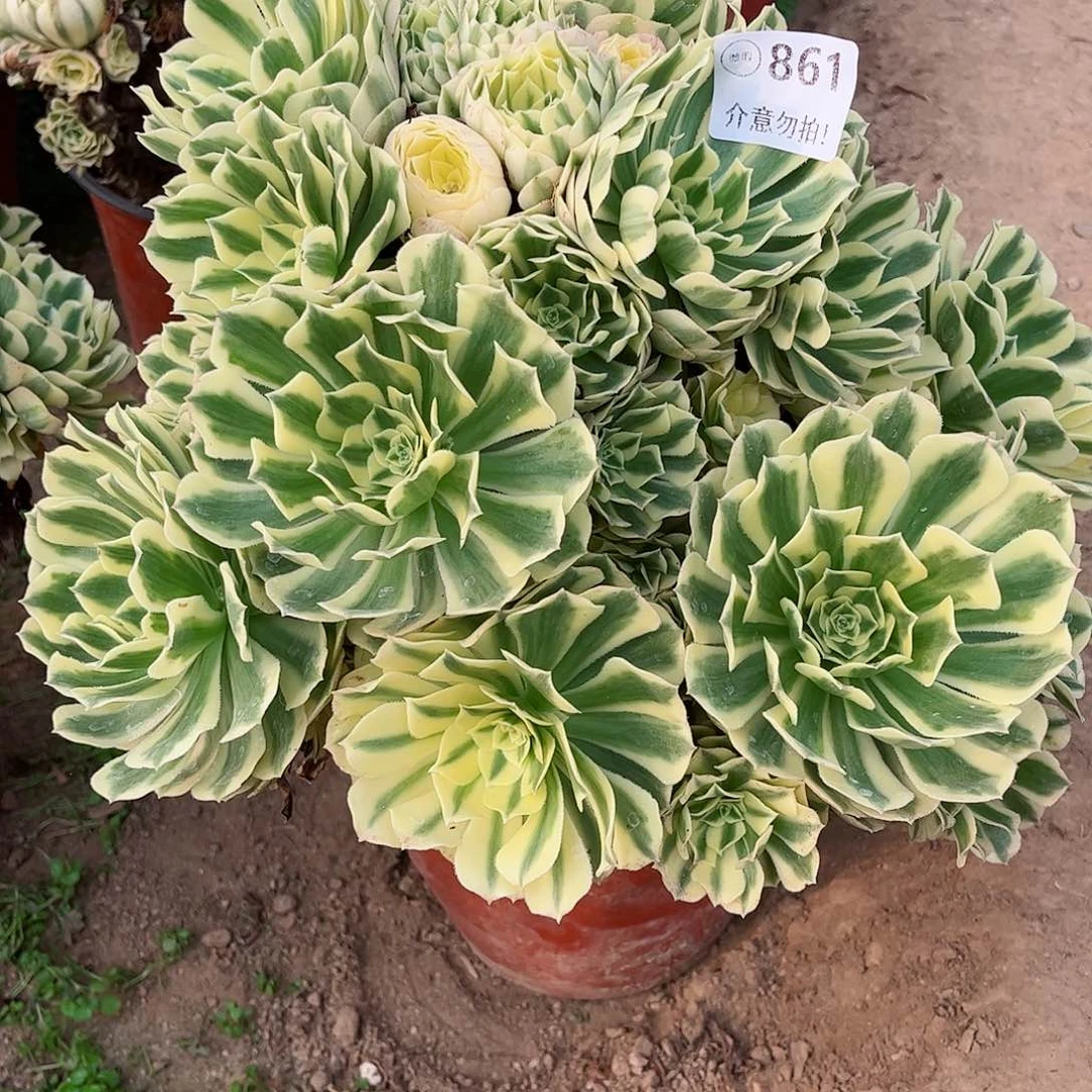 无花朵多肉植物861