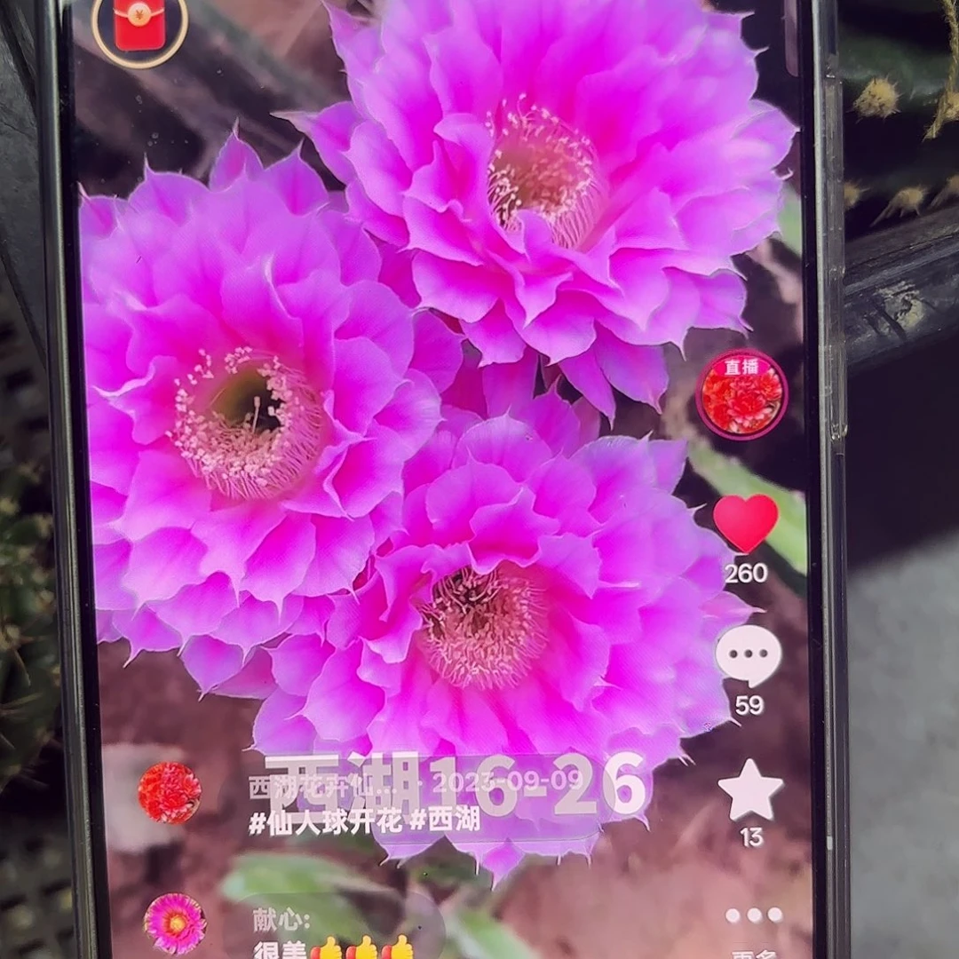 16-26彩侧牙20包邮仙人球28