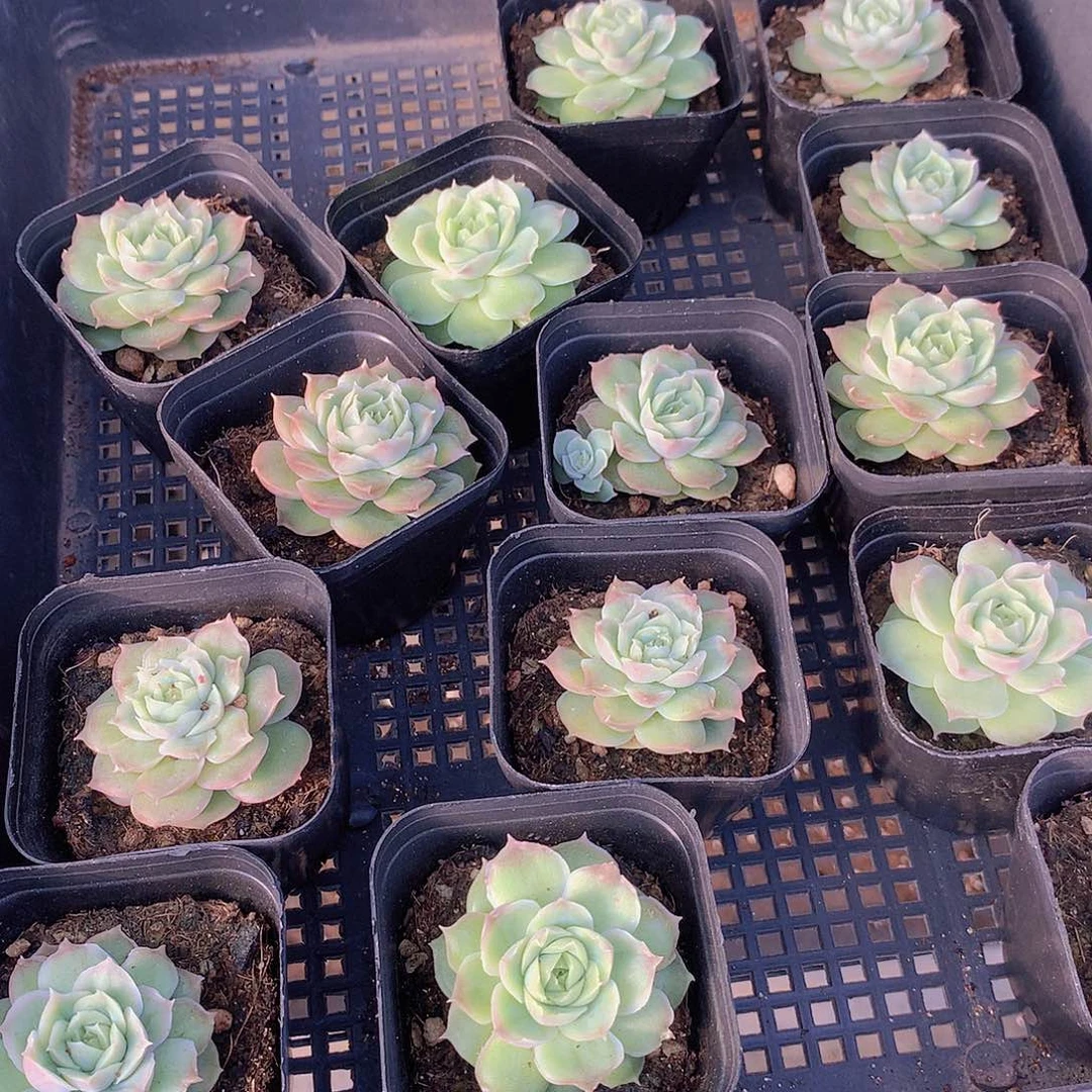 单头水晶虾饺45678899900